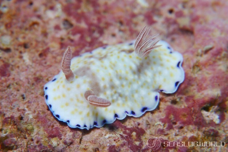 minami-komon-umiushi (Goniobranchus cf. variatus)