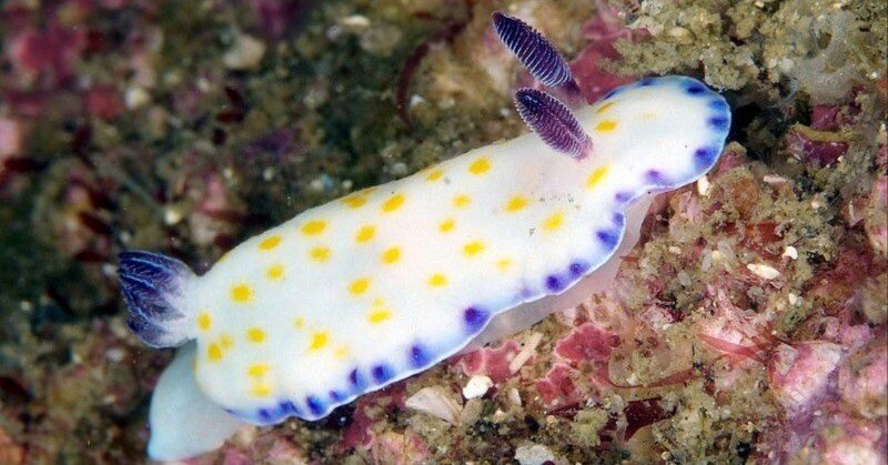 コモンウミウシが2種に分かれました
