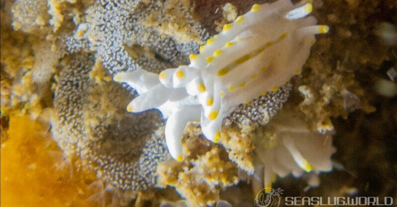 世界中で1種とされていたコトヒメウミウシが少なくとも5種に分かれました