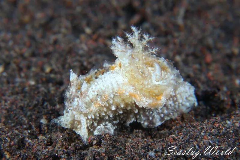 Pelagella albopunctata