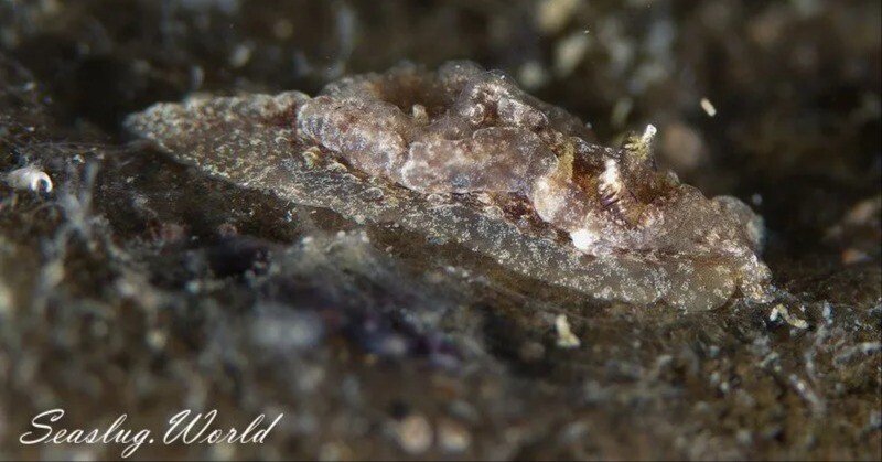 ネコジタウミウシがネコジタウミウシ属ではなくなった