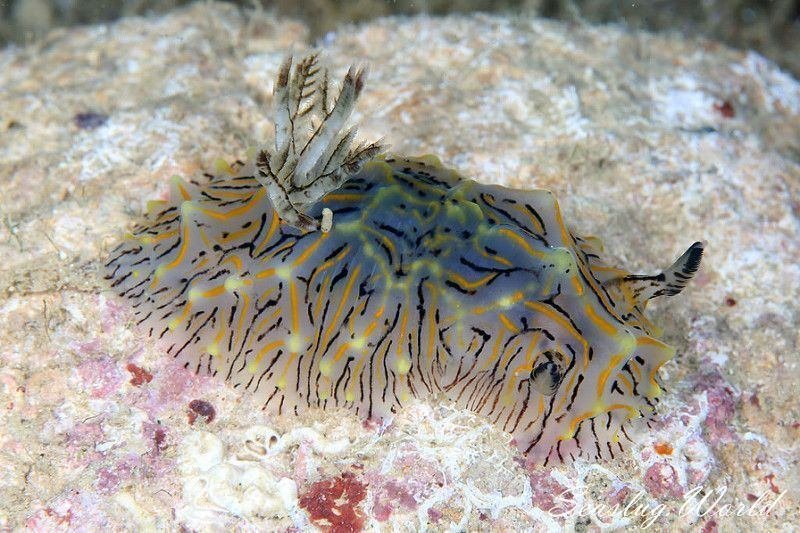 Halgerda willeyi