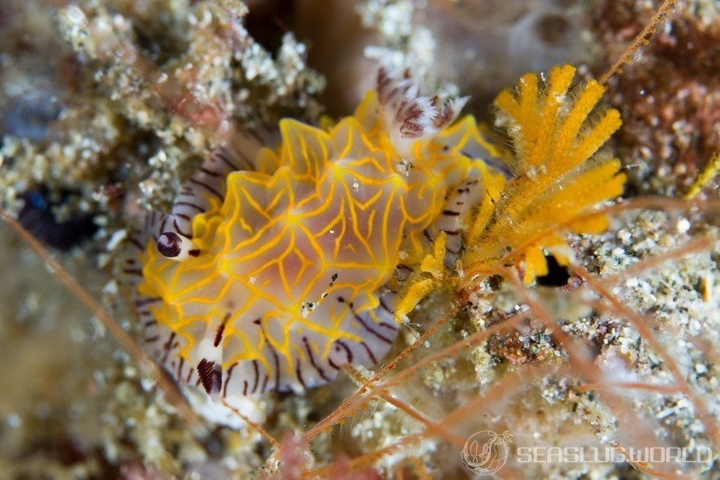 Halgerda willeyi ?