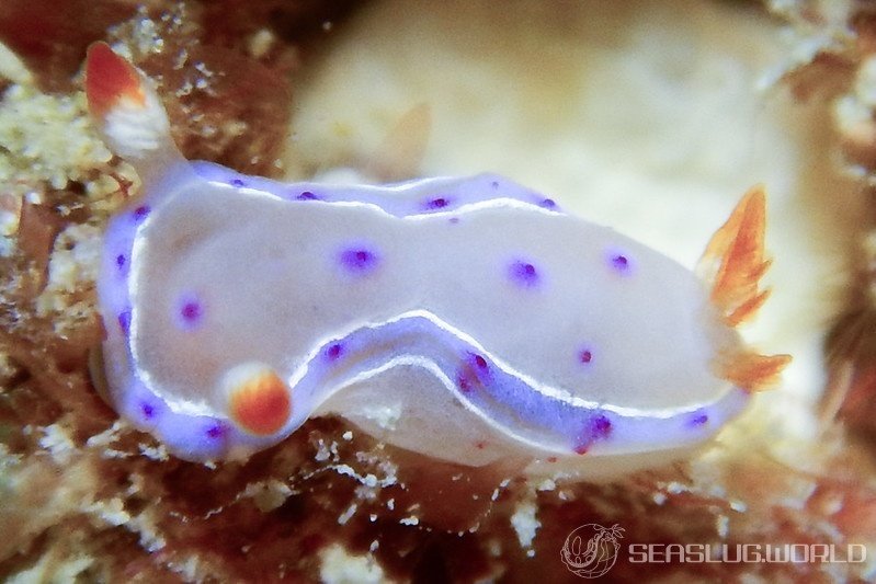 Hexabranchus lacer juvenile
