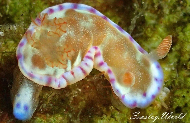 Hexabranchus lacer juvenile-to-transitional