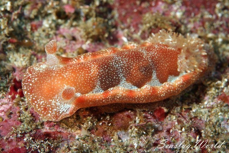 Hexabranchus lacer