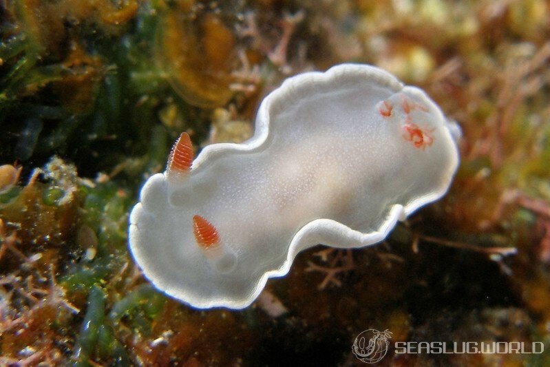 Hexabranchus sanguineus juvenile
