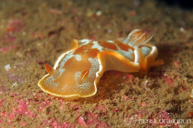 Hexabranchus sanguineus juvenile-to-transitional