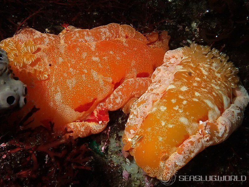 Hexabranchus sanguineus