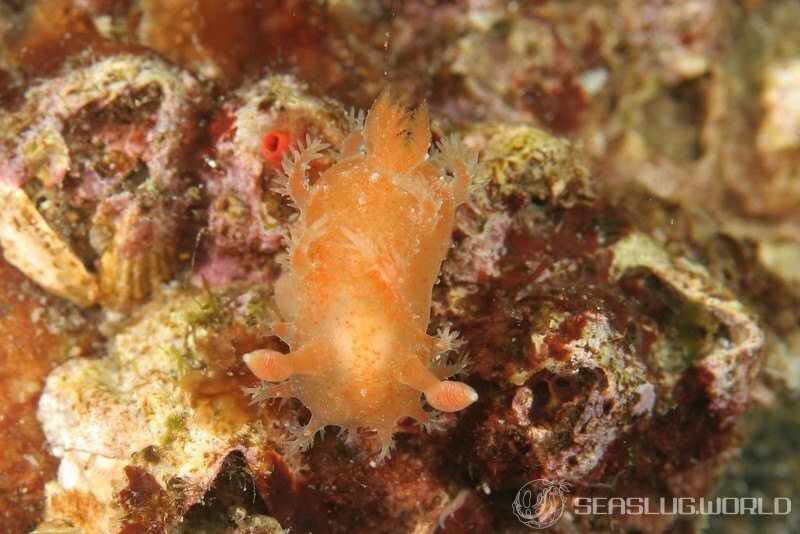Kaloplocamus albopunctatus