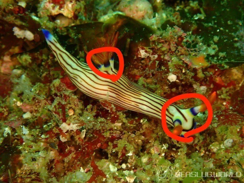 クロスジリュウグウ