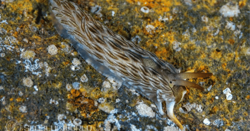 ナミダカスミミノウミウシに学名がついた ── Novaeolidiella janae