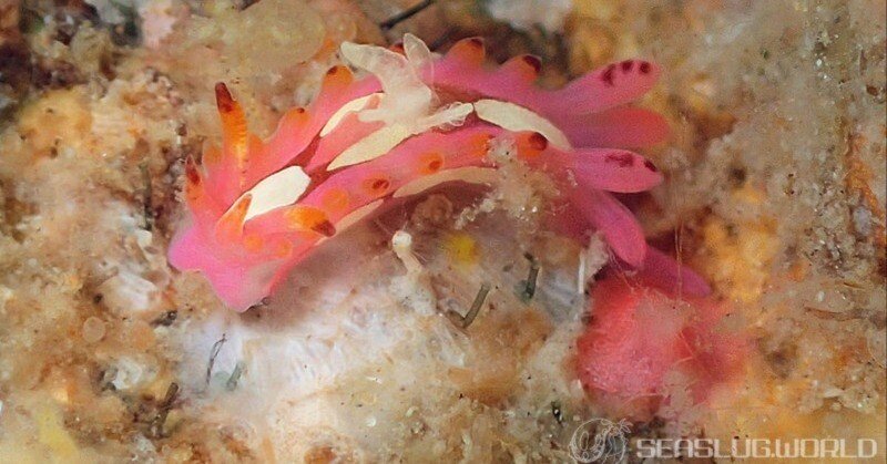 イバラウミウシ属が分解されて大変