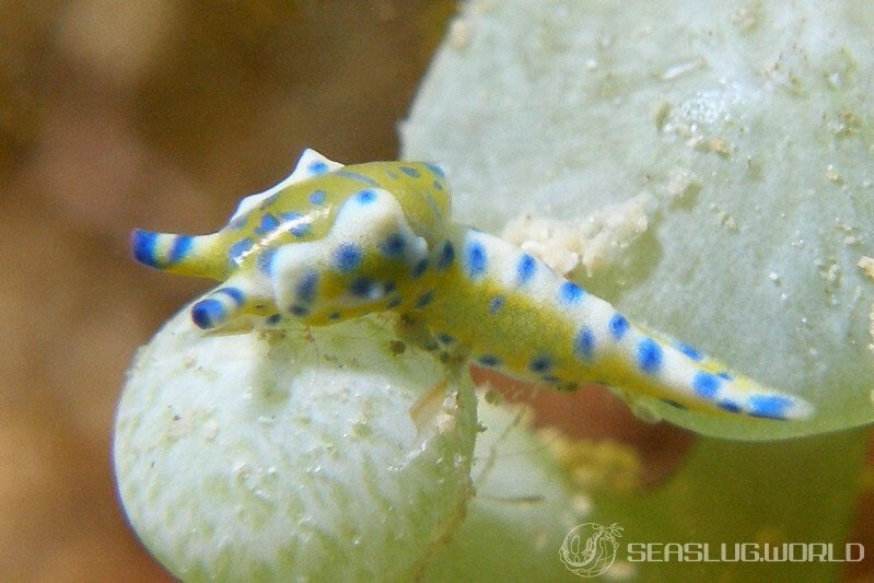 Juvenile