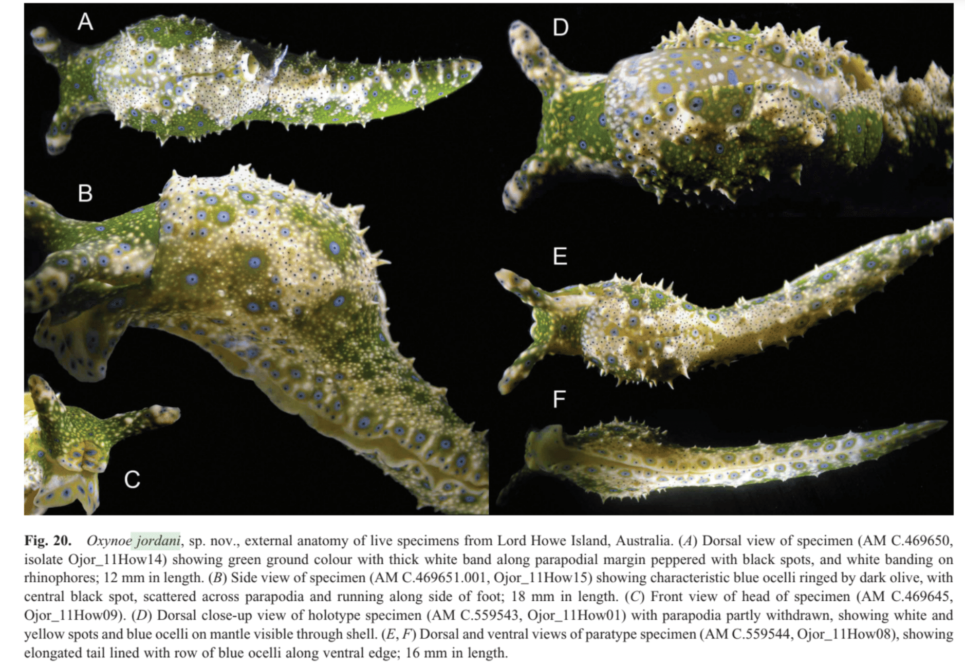 Phylogenetic systematics of the shelled sea slug genus Oxynoe Rafinesque, 1814 (Heterobranchia : Sacoglossa), with integrative descriptions of seven new species