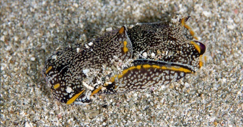 カラスキセワタのバリエーションとされていたカノコキセワタが別種になりました