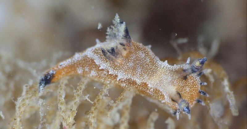 フジタウミウシ属に記載されたウミウシの話