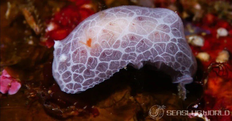 ミナミヒョウモンウミウシに学名がついた