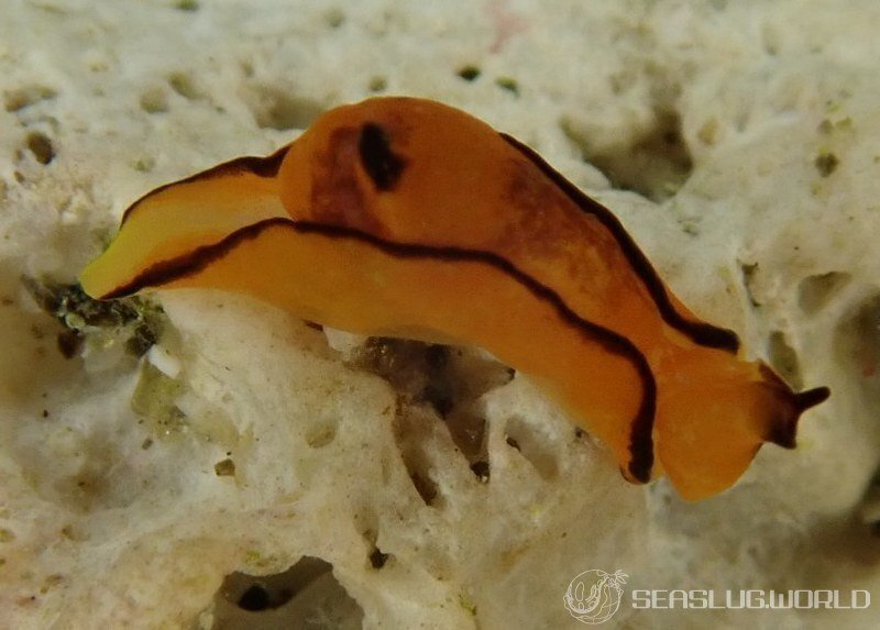 Also from seaslug.world — note it is orange