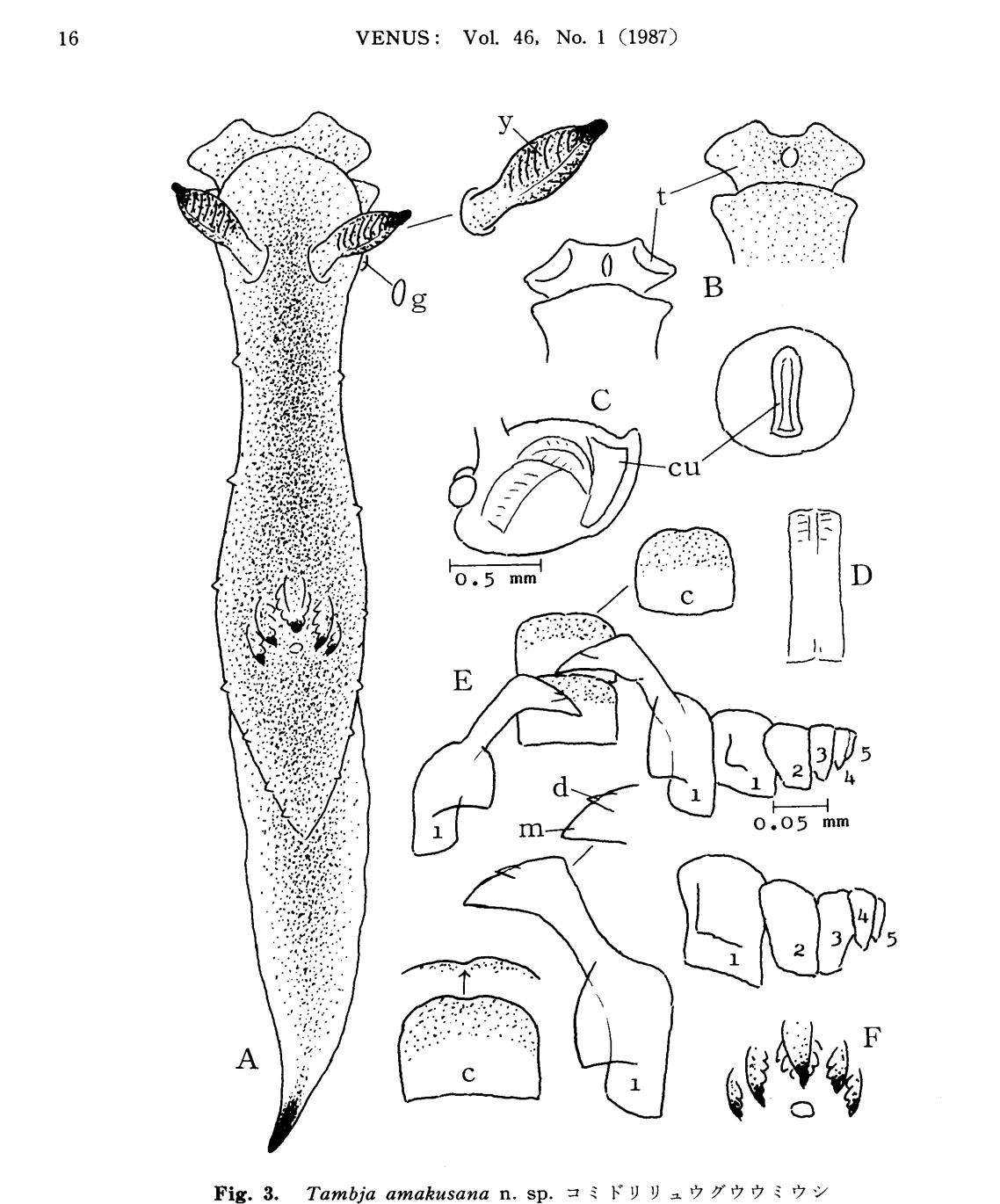Two new species of the genus Tambja with green body coloration from Japan