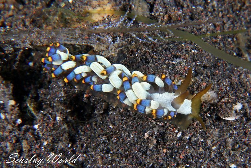 Tenellia puti Kim &amp; Gosliner sp. nov.