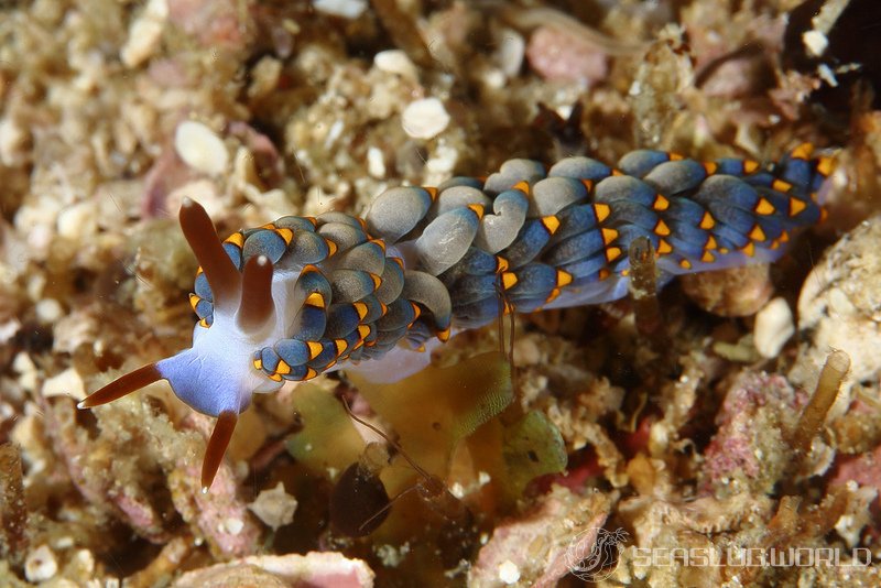 Tenellia bughaw