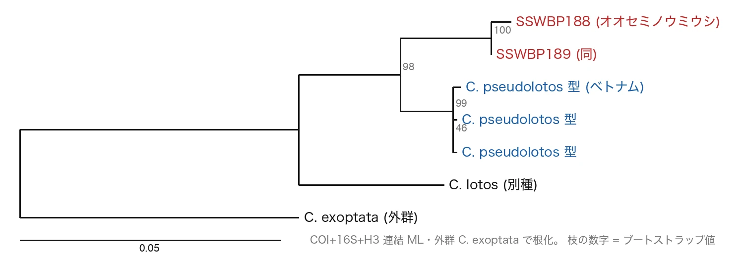 Maximum-likelihood tree of the Okinawan animals (SSWBP188/189) with the C. pseudolotos type series (Vietnam), the separate species C. lotos, and the outgroup C. exoptata, from concatenated COI, 16S and H3 (rooted on the outgroup). The Okinawan animals are in red, the C. pseudolotos type series in blue. Numbers on branches are bootstrap values. The Okinawan animals branch off shallowly right next to the type series (sister, support 98), while the separate species C. lotos and C. exoptata are far away. This tree uses only the 2022 description data (the 2026 individuals are added in the figure below). The scale bar is 0.05 substitutions per site.
