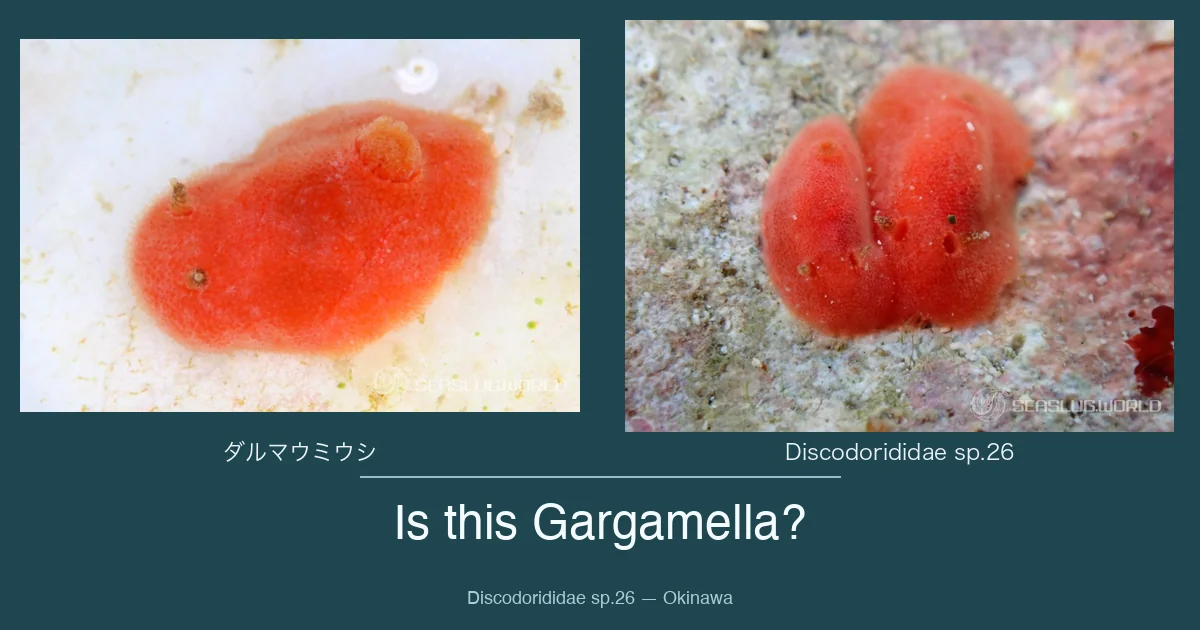 Is Discodorididae sp.26 a Gargamella?