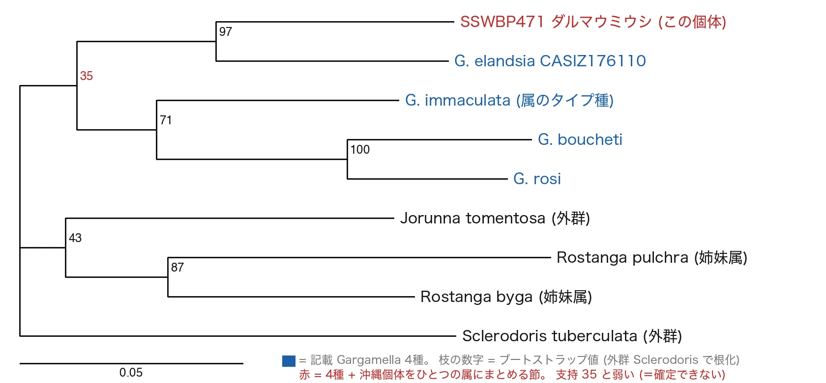 Maximum-likelihood tree of the Okinawan animal (SSWBP471) with four Gargamella species, the sister genus Rostanga, and outgroups, from concatenated COI, 16S and H3 (rooted on the outgroup Sclerodoris). The four described Gargamella are in blue. Numbers on branches are bootstrap values (1000 replicates; higher is more reliable). The animal pairs strongly with G. elandsia (97) and falls within the described Gargamella, but the node uniting the four species plus this animal into one genus (red) has a bootstrap of only 35; every genus-level node is weak (35, 43). Three genes cannot resolve relationships at this depth. The scale bar is 0.05 substitutions per site. Jorunna and Sclerodoris are outgroups.