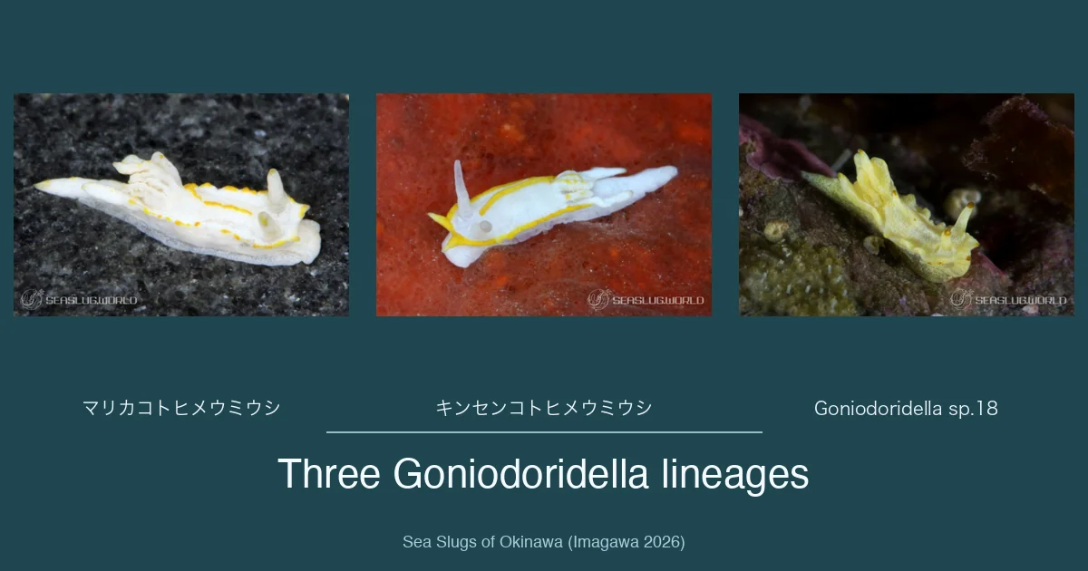 マリカコトヒメウミウシは Goniodoridella unidonta ではなかった (本書の同定と、COI で言えること・言えないこと)
