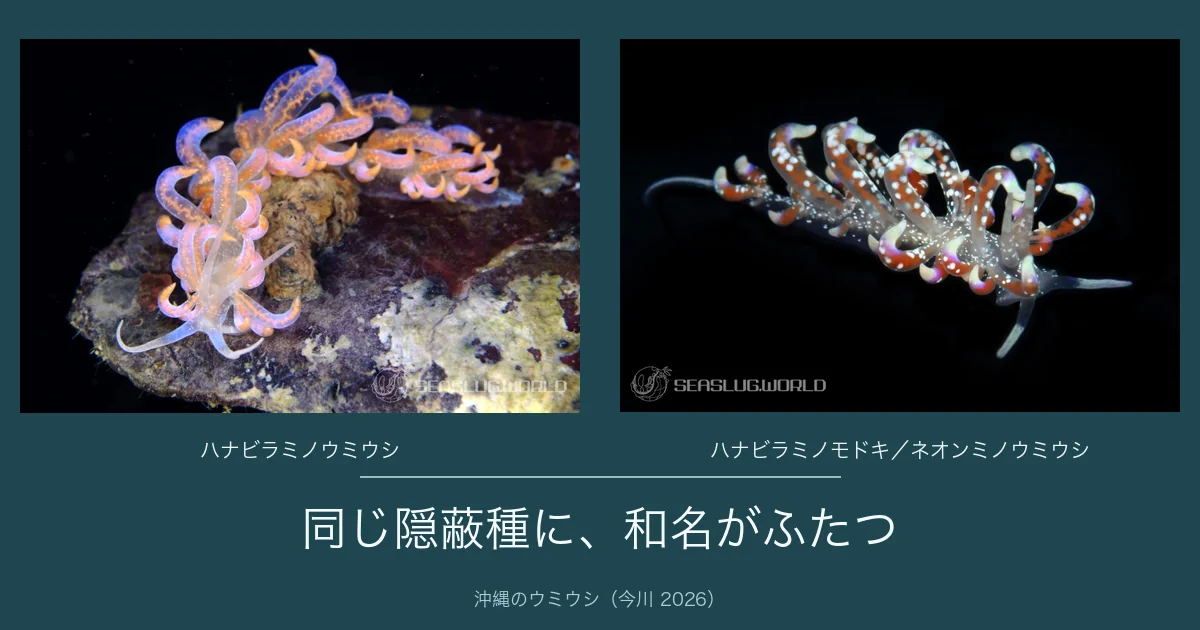 同じ隠蔽種に 2 つの和名: ハナビラミノモドキとネオンミノウミウシ