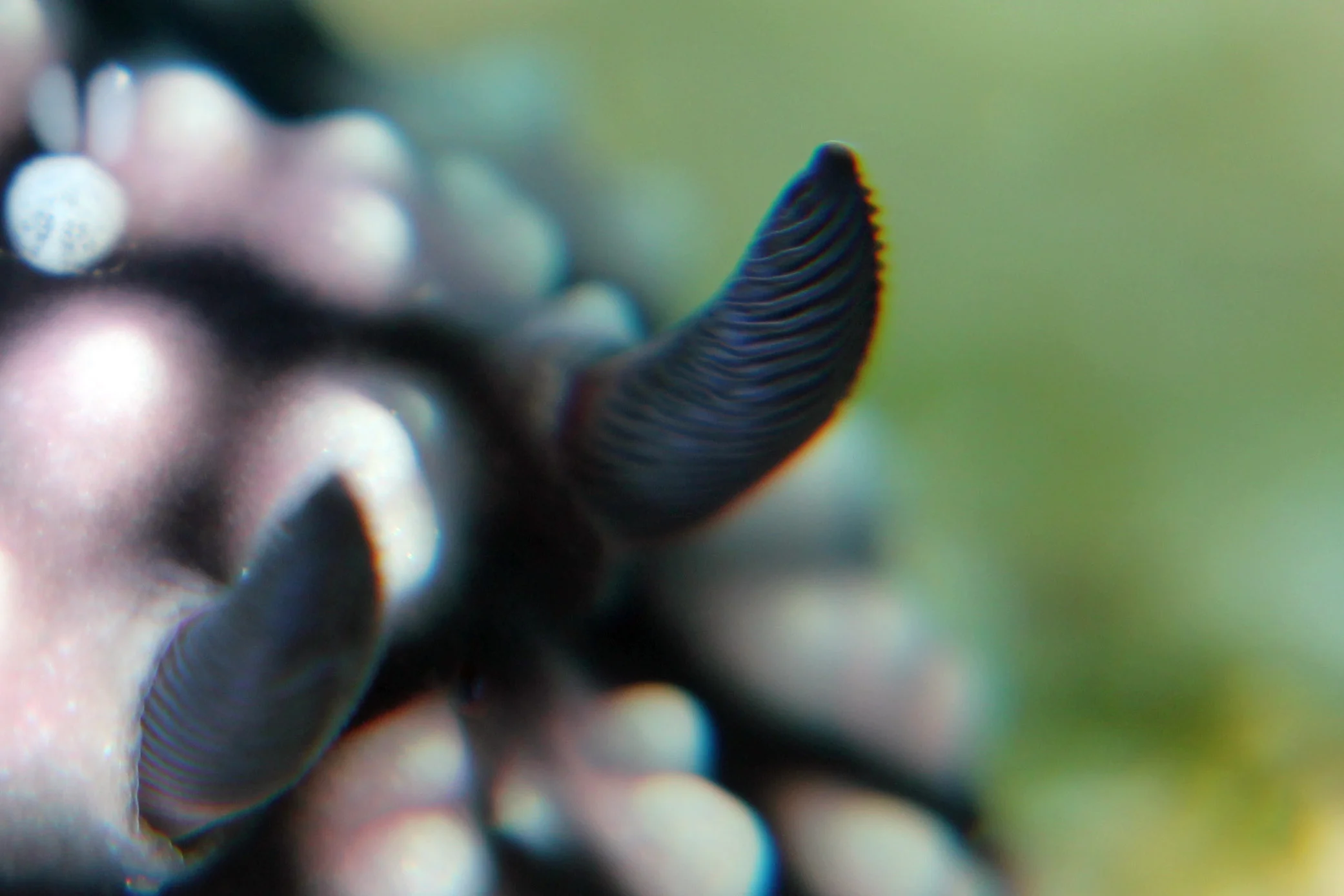 Phyllidiella pustulosa — rhinophore