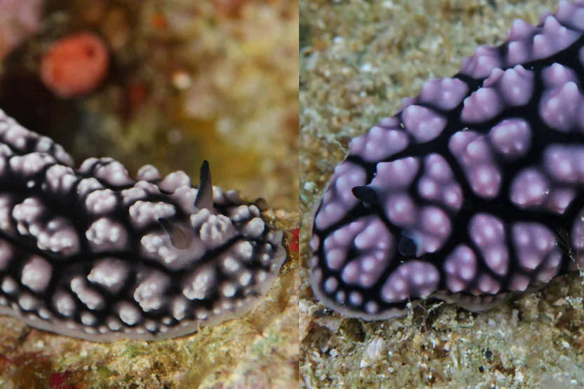 Phyllidiella pustulosa vs Phyllidiopsis fissurata: How to Tell Them Apart