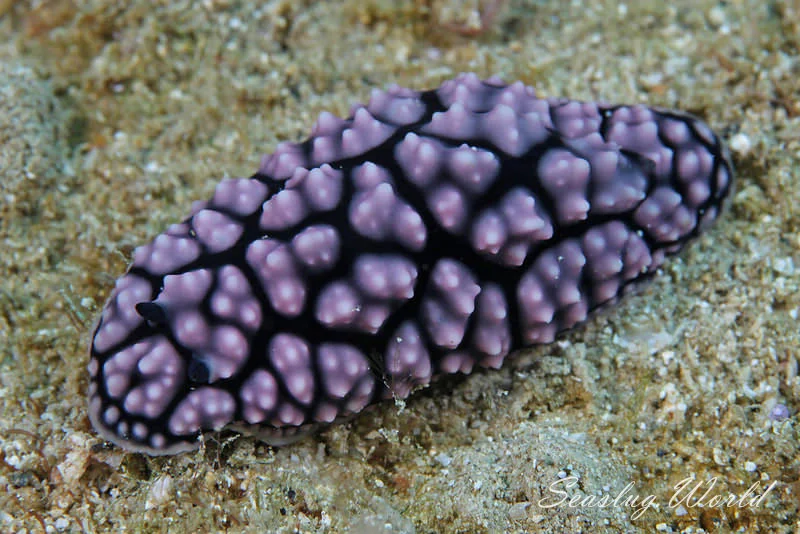 Phyllidiella pustulosa