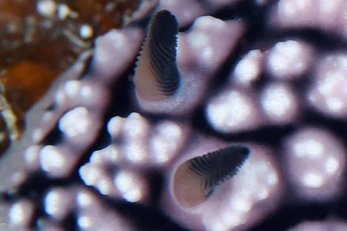 Phyllidiopsis fissurata — rhinophore