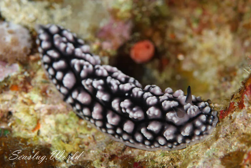 Phyllidiopsis fissurata
