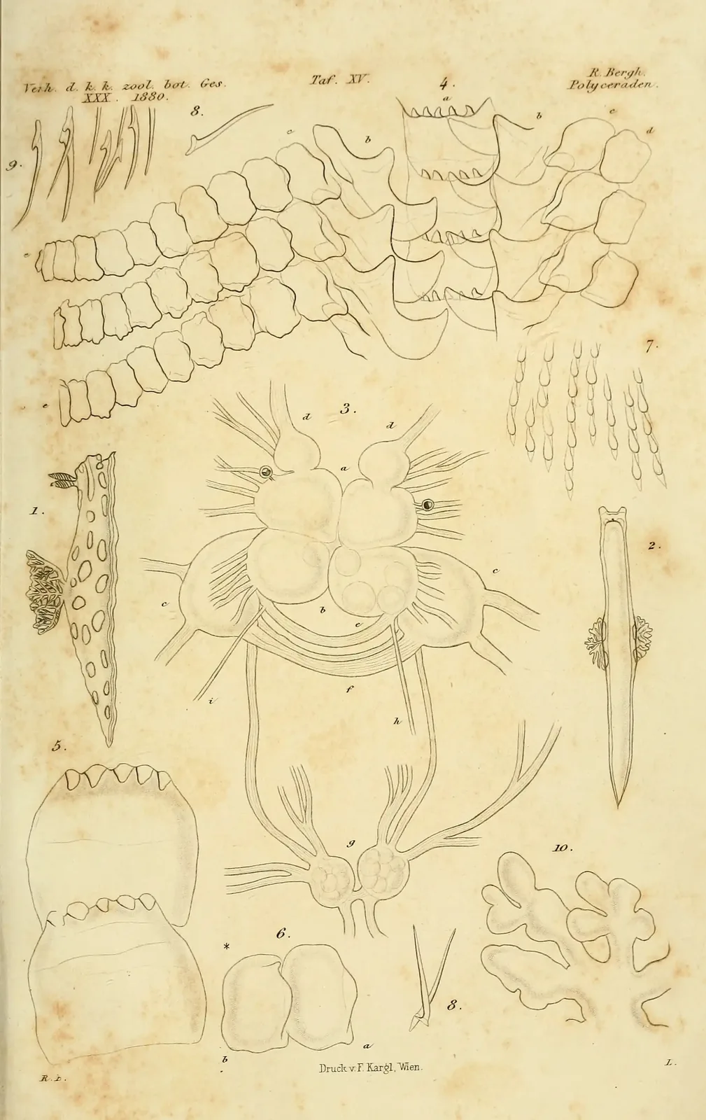 An anatomical plate by Rudolph Bergh (Polyceraden, 1880)