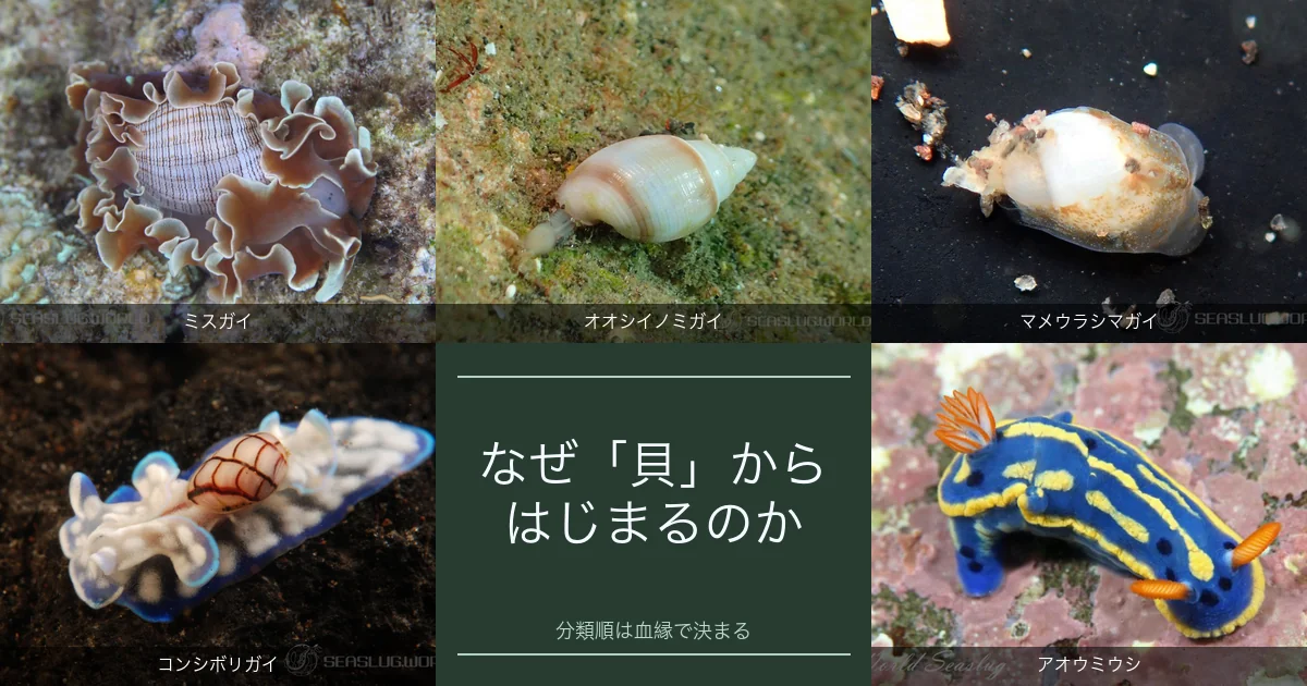 ウミウシ図鑑はなぜ「貝」からはじまるのか？