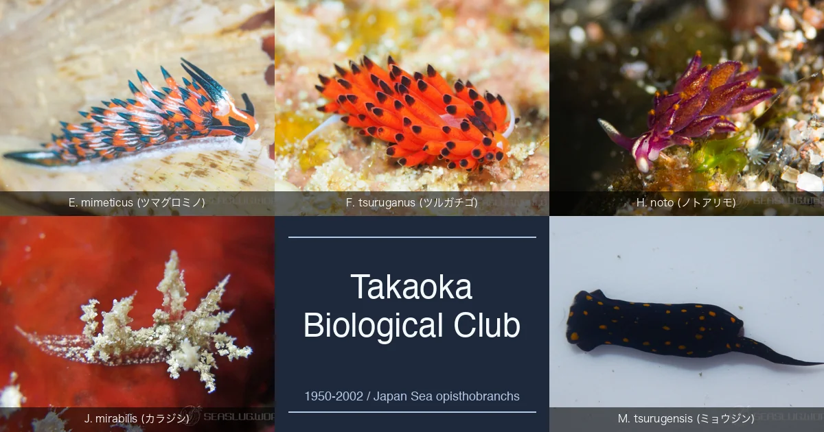 高岡生物研究会 — 中部日本海沿岸産後鰓類を 50 年追い続けたアマチュア研究集団