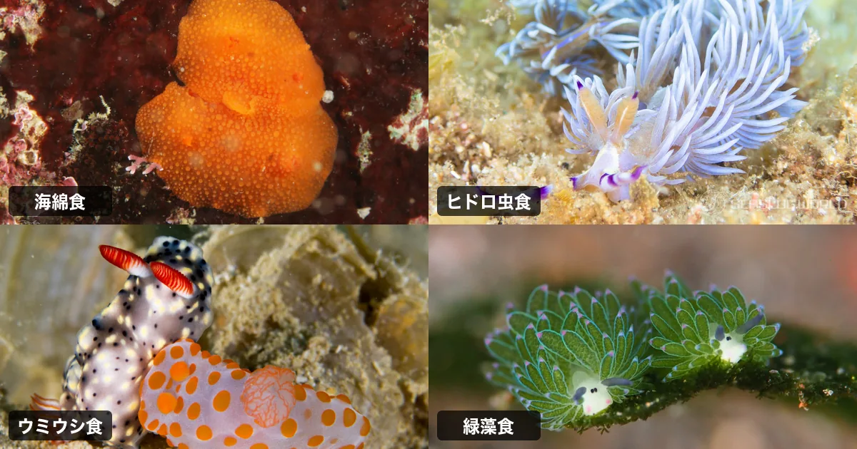 ウミウシは何を食べる? 海綿・ヒドロ虫・他のウミウシ、 そして例外の草食