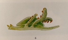 Baba, K. 1955. Opisthobranchia of Sagami Bay supplement, 59 pp., 20 pls. Iwanami Shoten, Tokyo.